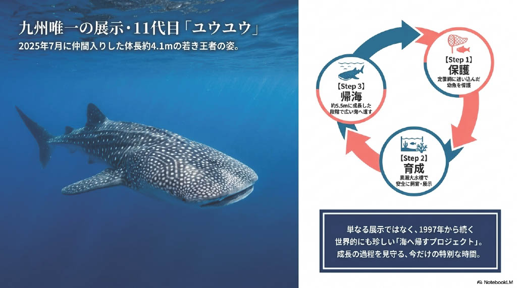 九州唯一の展示・11代目「ユウユウ」