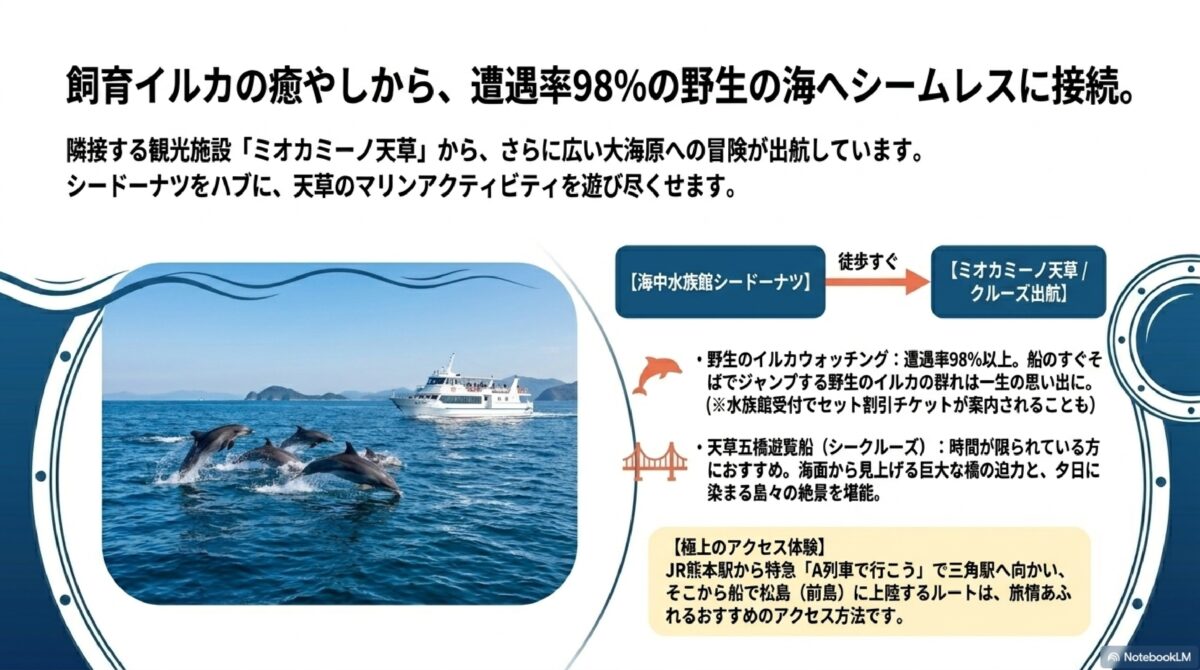 飼育イルカの癒やしから、遭遇率98％の野生の海へシームレスに接続