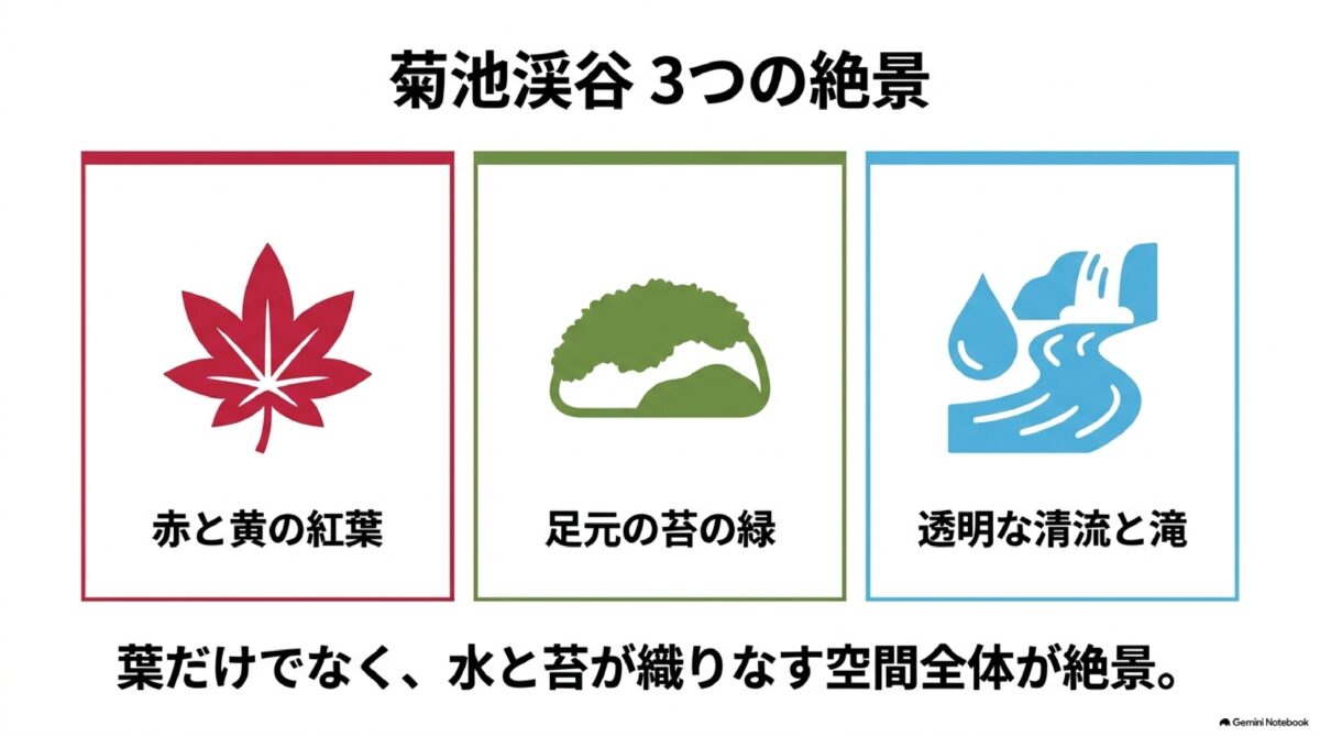 菊池渓谷の紅葉と苔、清流を表した見どころ図解