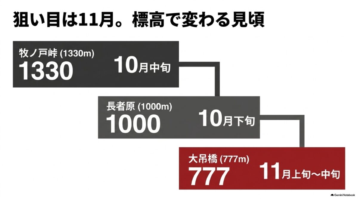九重夢大吊橋と長者原・牧ノ戸峠の紅葉時期比較図