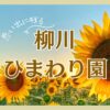 柳川ひまわり園レビュー！概要やアクセス方法、ライトアップや写真の撮り方などについても言及！