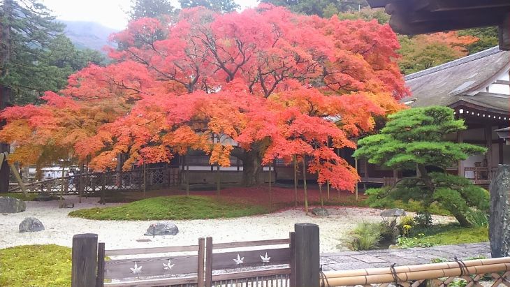 雷山千如寺大悲王院の庭園で赤く色づいた樹齢約400年の大楓